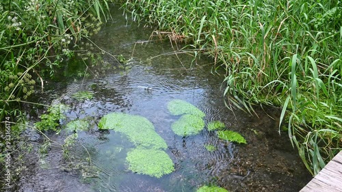 軽井沢の雲場池に上流から水が流れ、そのきれいな清流の中で泳ぐように揺れる水草の美しい風景