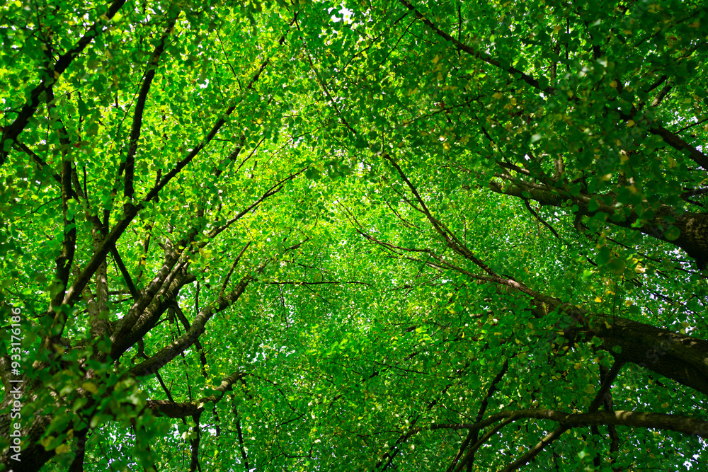 Green leaf blurred background. Bokeh nature background. Green leaf in forest. Leaves blurred backdrop. Bokeh green background. Leaves plants blurred backdrop. Green leaf blurred background. Bokeh nature background. Green leaf in forest. Leaves blurred backdrop. Bokeh green background. Leaves plants blurred backdrop.