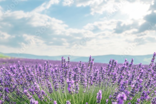 A vibrant field of lavender flowers under a clear blue sky, showcasing nature's beauty and tranquility amidst rolling hills.