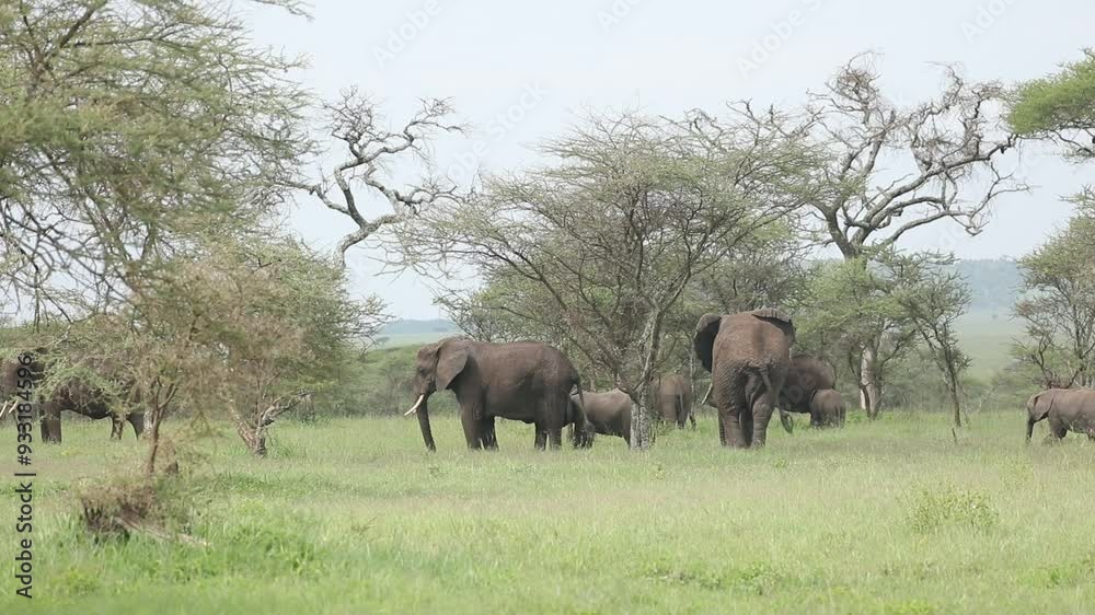 herd of elephants in serengeti on safari herd of elephants in serengeti on safari
