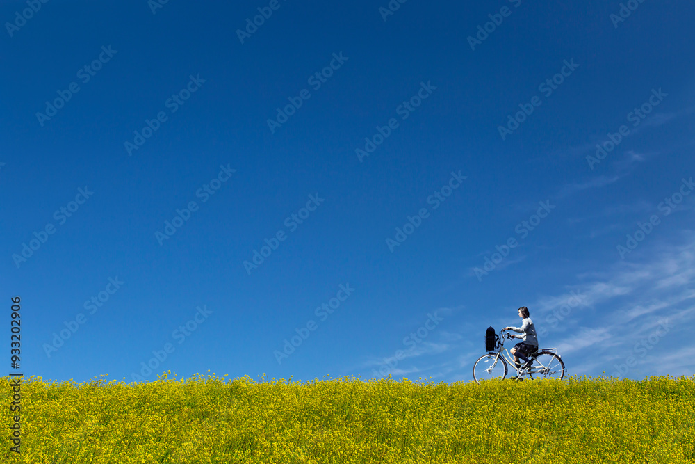 菜の花の咲く土手を自転車に乗る女子高校生。春,入学,卒業,進学,通学イメージ 菜の花の咲く土手を自転車に乗る女子高校生。春,入学,卒業,進学,通学イメージ