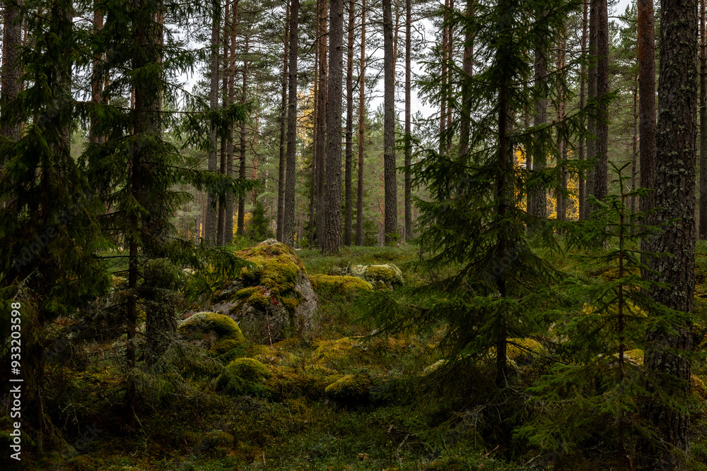 Old forest covered with green moss . Forest therapy and stress relief. Old forest covered with green moss . Forest therapy and stress relief.