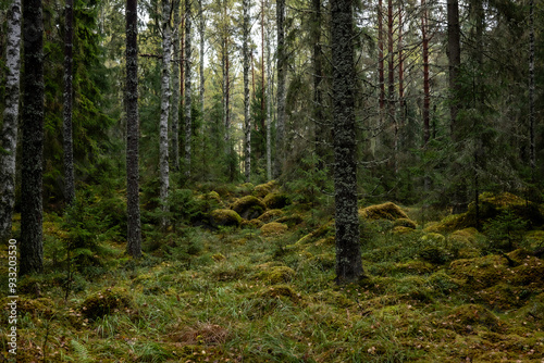 Wallpaper Mural Old forest covered with green moss . Forest therapy and stress relief. Torontodigital.ca