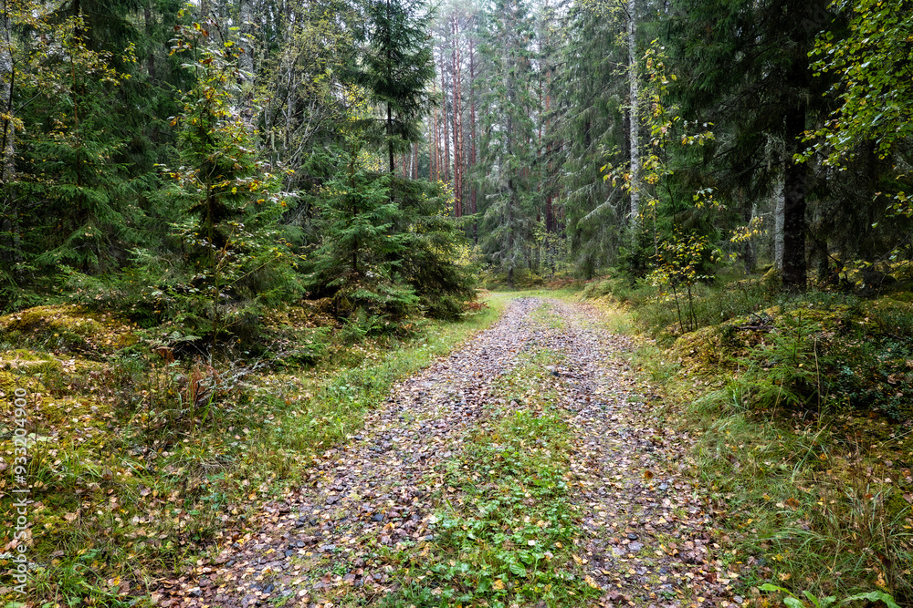 Fototapeta premium Old forest covered with green moss . Forest therapy and stress relief.