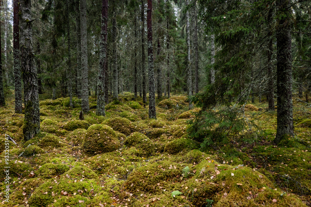 Fototapeta premium Old forest covered with green moss . Forest therapy and stress relief.