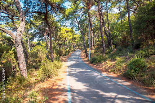 road in the woods