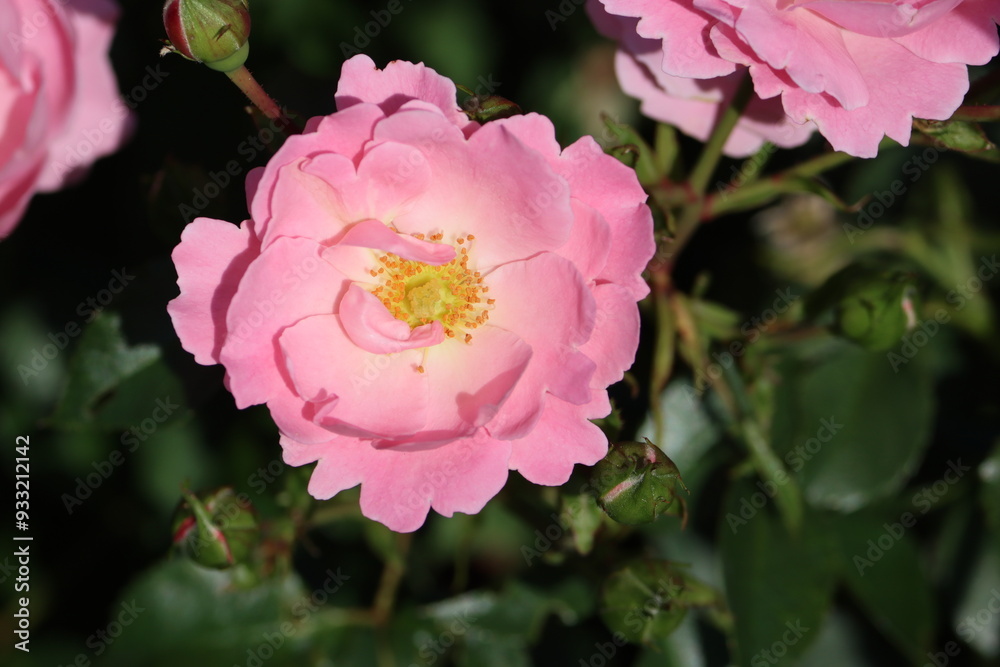 Sweden. Rosa 'Bonica 82', (aka MEIdomonac), is a shrub rose cultivar, bred by Marie-Louise Meilland in France in 1982. The cultivar was named an All-America Rose Selections winner in 1987. Sweden. Rosa 'Bonica 82', (aka MEIdomonac), is a shrub rose cultivar, bred by Marie-Louise Meilland in France in 1982. The cultivar was named an All-America Rose Selections winner in 1987.