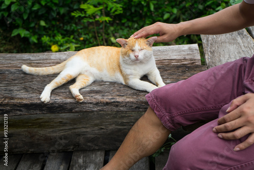 Ginger cat  animal  that plead with owner . Man to stroking the head of orange cat .