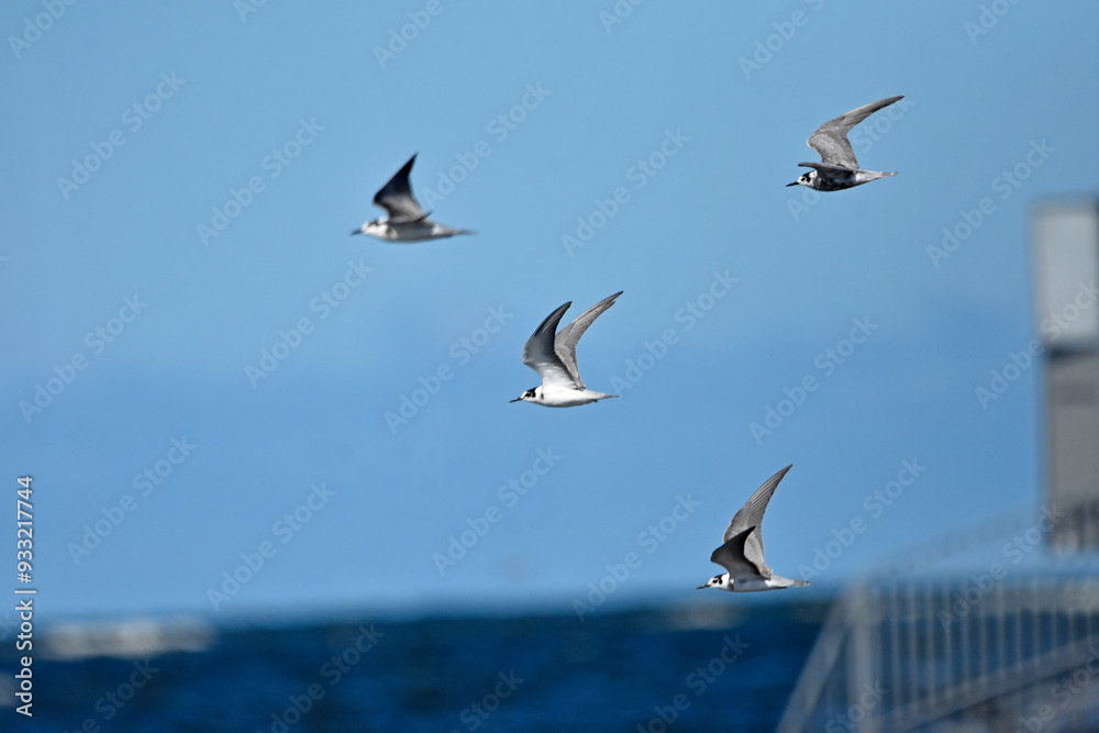 Tern on the Baltic Sea, Poland