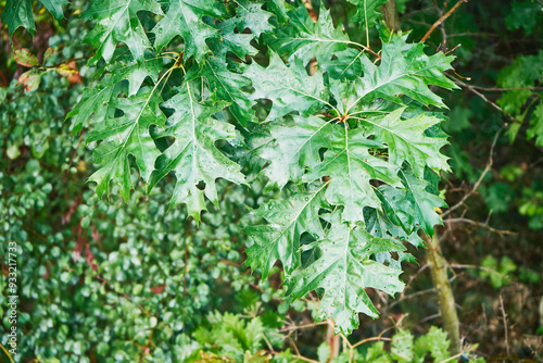 Fototapeta Dąb, Quercus L.
