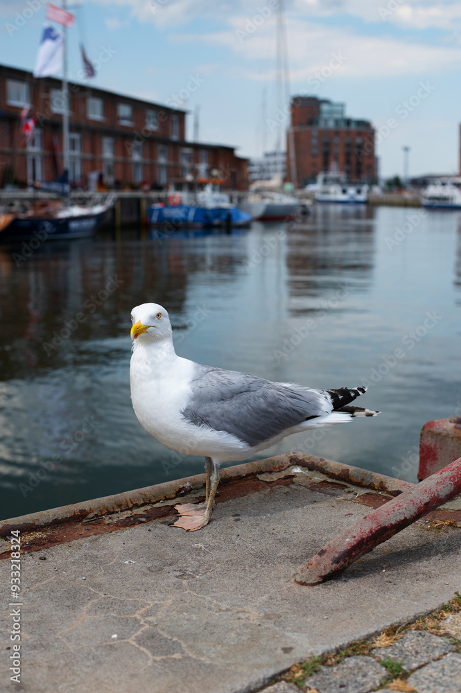 Seagull in Alter Hafen (Old Harbour) of Hanseatic City of Wismar (Hansestadt Wismar), Mecklenburg, Germany. Seagull in Alter Hafen (Old Harbour) of Hanseatic City of Wismar (Hansestadt Wismar), Mecklenburg, Germany.