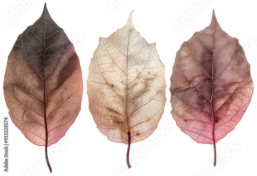 Dry pressed autumn leaves. Herbarium, autumn foliage on a transparent background.