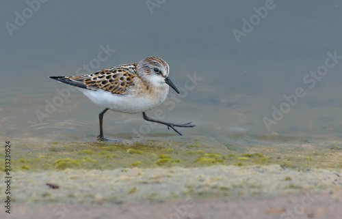 Little stint (Calidris minuta) wades over cocrete shore in search for food during autumn migration season photo