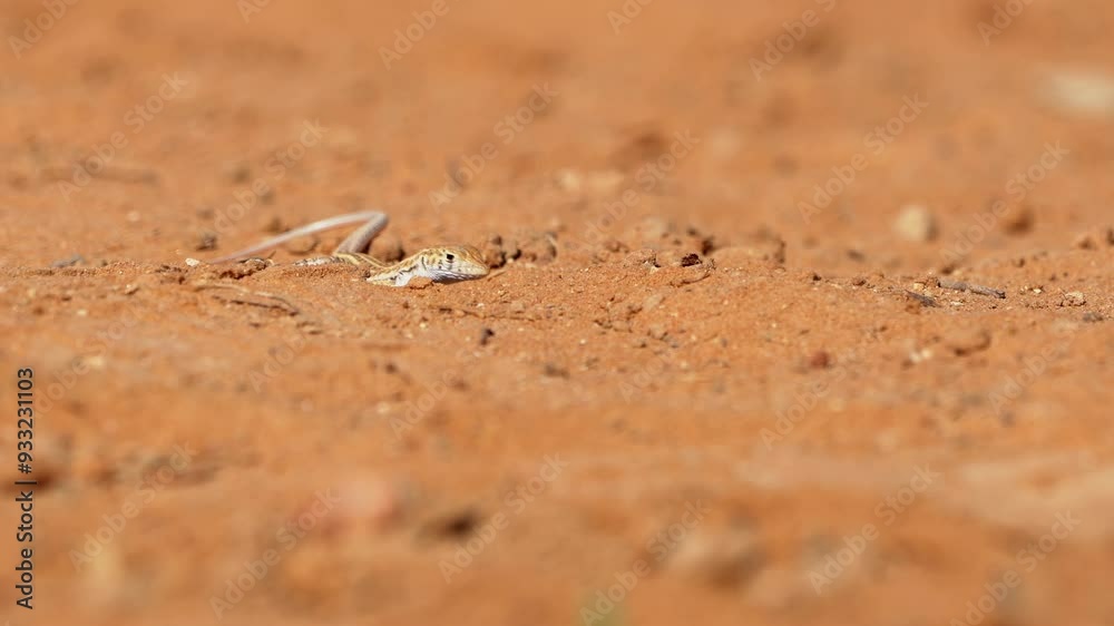 Bosk's fringe-fingered lizard (Acanthodactylus boskianus) searching for food in the desert Bosk's fringe-fingered lizard (Acanthodactylus boskianus) searching for food in the desert