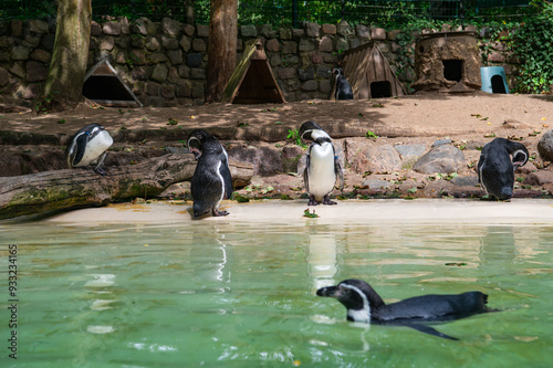 Humboldt penguin or Spheniscus humboldti at Eberswalder Zoo, Germany. Humboldt penguins standing near water. photo