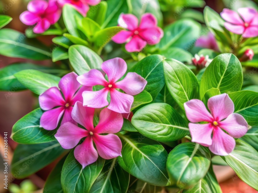 Vibrant pink Catharanthus roseus flowers with delicate petals and green leaves bloom against a soft focus background, offering ample copy space for nature-inspired designs. Vibrant pink Catharanthus roseus flowers with delicate petals and green leaves bloom against a soft focus background, offering ample copy space for nature-inspired designs.