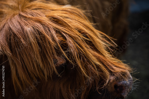 A gentle Highland cattle with shaggy orange-brown fur stands quietly in the Altai Mountains, illuminated by the warm light of sunset