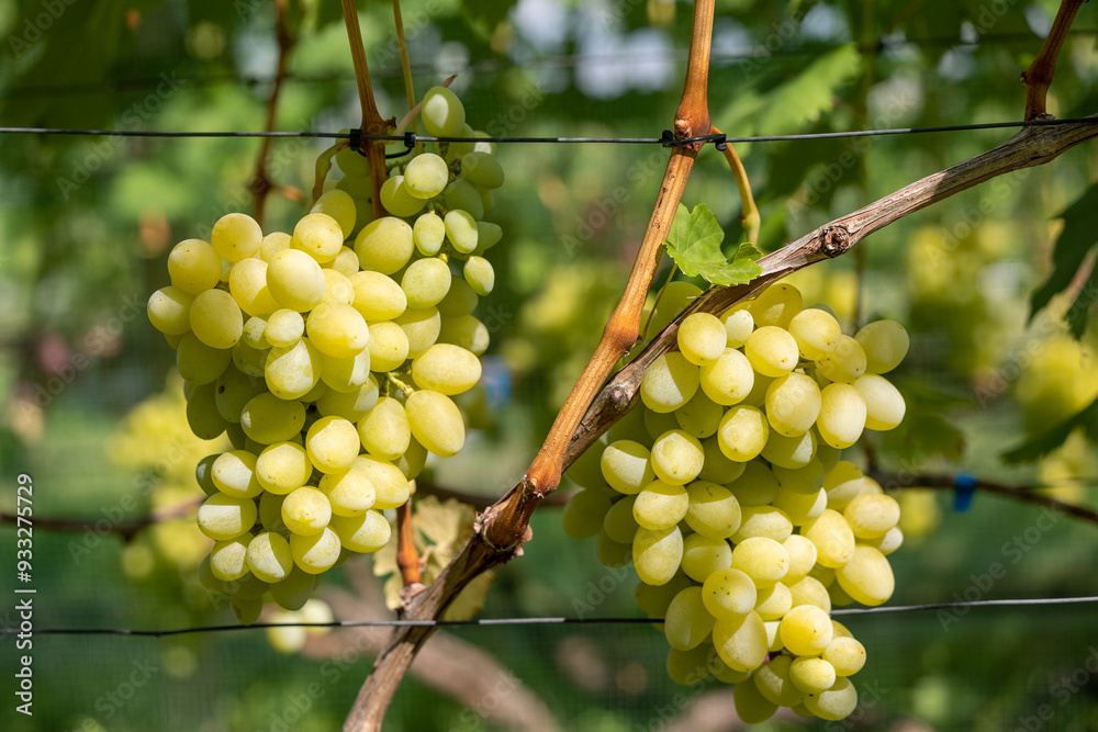 Two bunches of white ripe grapes on the vine Two bunches of white ripe grapes on the vine