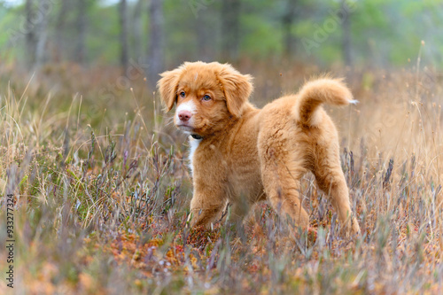 Nova scotia duck toller retriever puppy dog in bog photo