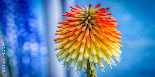 Vibrant red hot poker flower with bright orange-yellow tips and slender green stem isolated on a transparent background with soft focus effect. photo