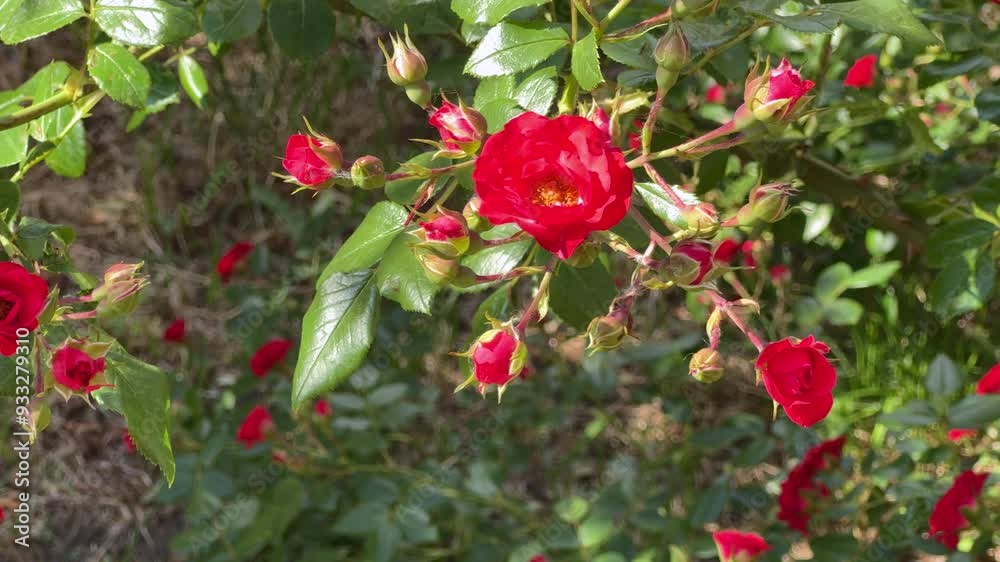 Branch of garden rose with small red flowers, top view Branch of garden rose with small red flowers, top view