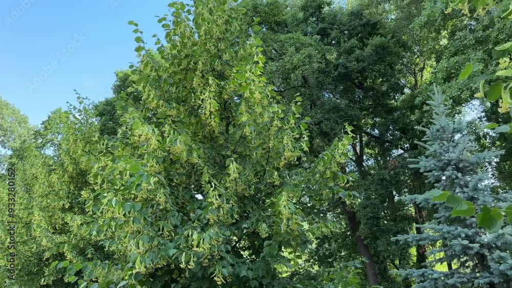 Row of blooming linden trees in overcast summer morning Row of blooming linden trees in overcast summer morning