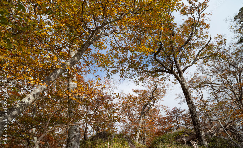 Naklejka premium 美しい紅葉の森 大台ケ原