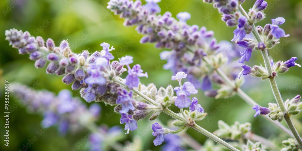 Delicate light blue-gray Russian sage flowers with wispy stems and tiny leaves isolated on a transparent background, highlighting their soft, feathery texture. Delicate light blue-gray Russian sage flowers with wispy stems and tiny leaves isolated on a transparent background, highlighting their soft, feathery texture.