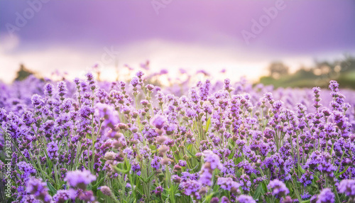 Purple Flower Blooming in Field and Copy Space