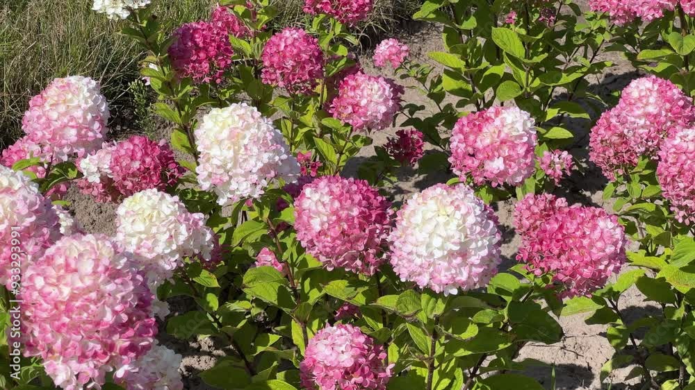 Bushes of cultivated hortensia with pink flowers at sunny day
Bushes of cultivated hortensia with pink flowers at sunny day