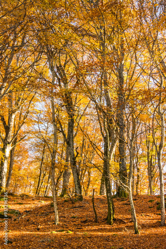 Forest floor covered with fallen autumn leaves illuminated by the sun shining through the trees. Foliage.