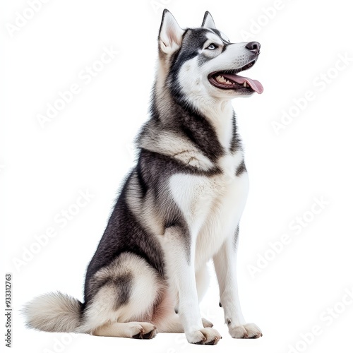 A dog with a pink tongue is sitting on a white background