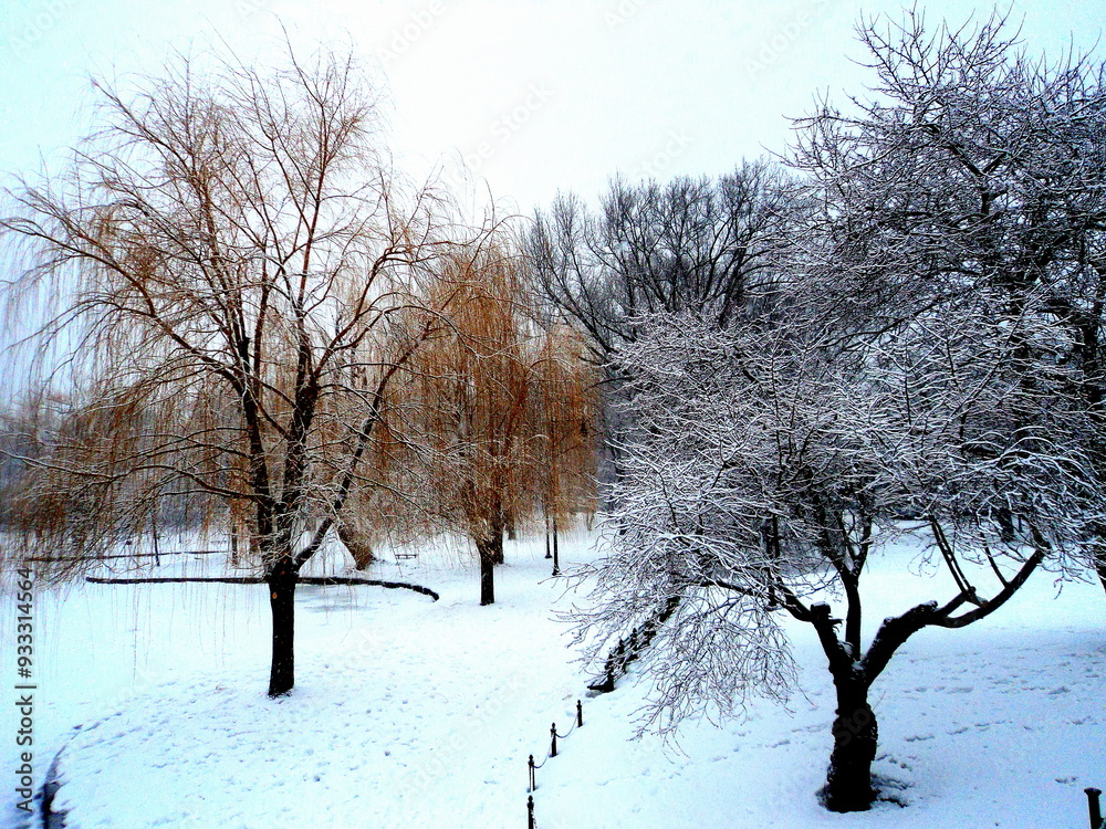 Golden Trees, Silver Trees of Boston Common. Golden Trees, Silver Trees of Boston Common.