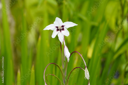 Papier peint Acidanthera gladiolus callianthus, the gladiolus (Gladiolus, also called sword flower, from the Latin gladius sword) is a genus of plants in the iris family (Iridaceae)