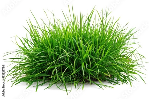 A simple image of a bush of green grass on a white background