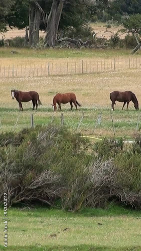 Three brown horses peacefully grazing in lush green field at sunrise, surrounded by wooden fence and vibrant greenery, embody tranquility and natural beauty, capturing harmony of rural life Three brown horses peacefully grazing in lush green field at sunrise, surrounded by wooden fence and vibrant greenery, embody tranquility and natural beauty, capturing harmony of rural life