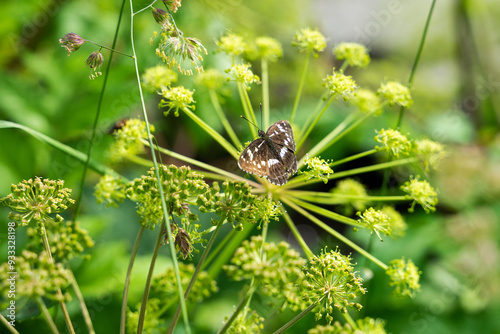 A butterfly delicately rests on bright green flowers, enjoying the warmth of a sunny day in the Altai Mountains photo