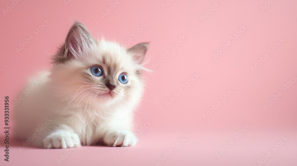 Playful Ragdoll Kitten in Dusty Rose, a charming Ragdoll kitten relaxes with a silky coat, set against a stylish dusty rose backdrop, inviting warmth and comfort. Playful Ragdoll Kitten in Dusty Rose, a charming Ragdoll kitten relaxes with a silky coat, set against a stylish dusty rose backdrop, inviting warmth and comfort.