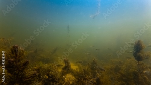 sunbleak fish blur in biotope aquascape, aquatic plant coontail debris, poor visibility murky water, silt substrate bottom, light shadow, surface reflection, freshwater river Buher, Lityn, Ukraine