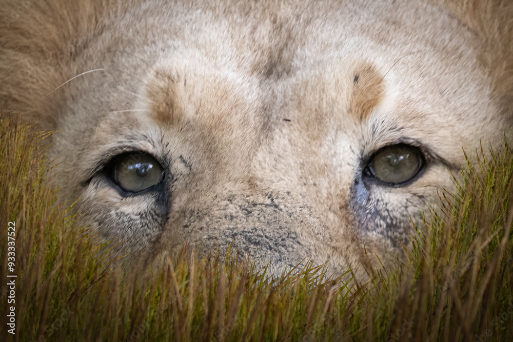 Fotografie African Lion Eyes Peering Through Tall Grass Intense Staring Predator Focus Clos