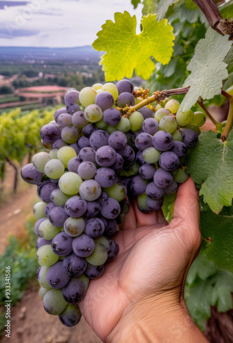 Hand nolding bunches of grapes during the grape harvest photo