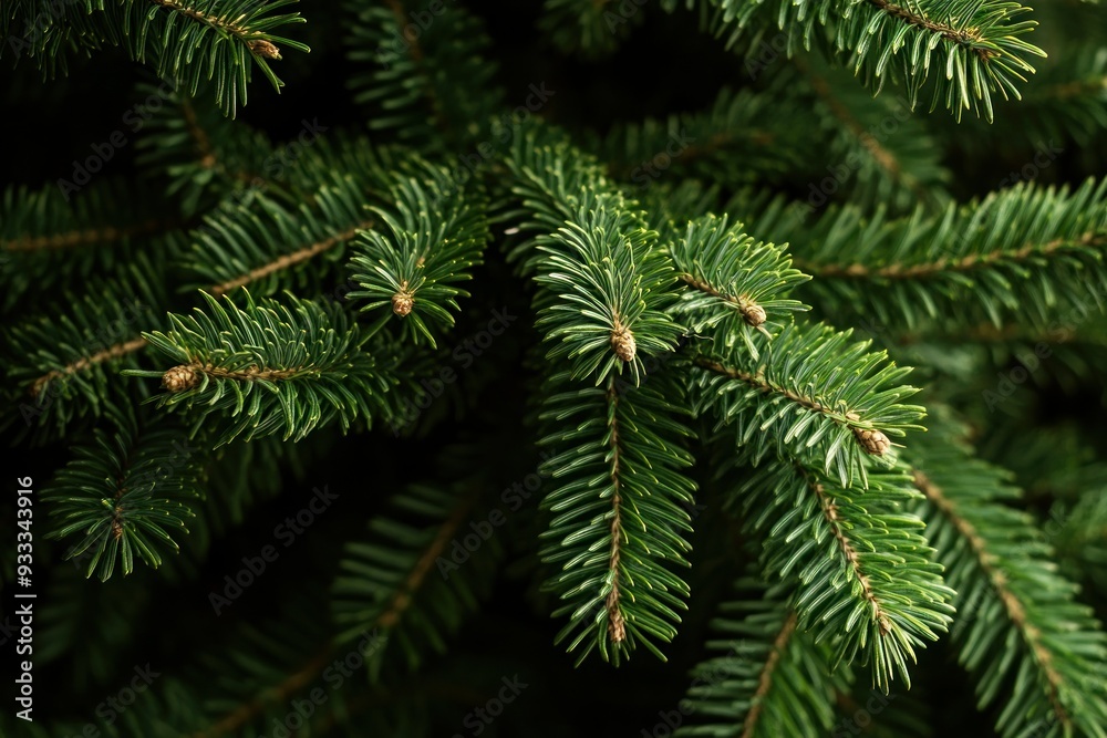 Close-up of Lush Green Fir Tree Branches with Tiny Pine Cones Close-up of Lush Green Fir Tree Branches with Tiny Pine Cones