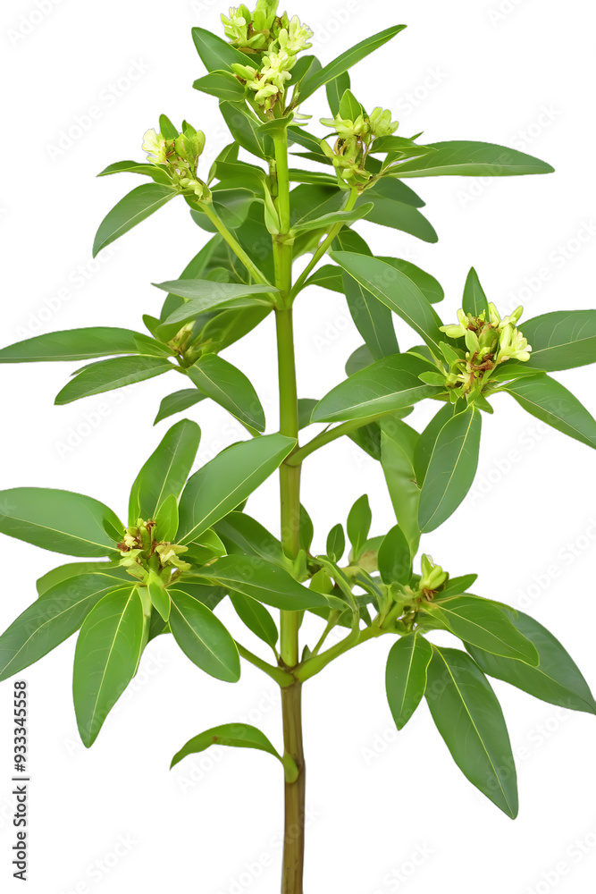Obraz premium [Transparent Background PNG]Green Plant Branch With Buds Close Up