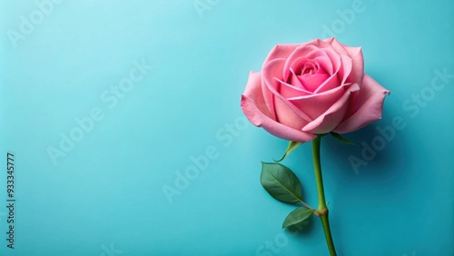 Single pink rose on blue background, pink, rose, flower, blue, background, beauty, nature, delicate, romantic, petal, bloom