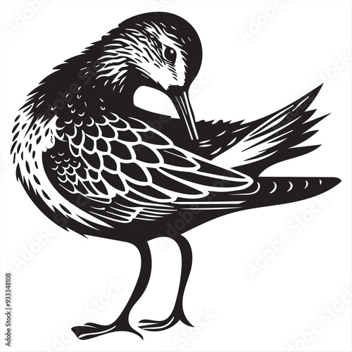 Common Sandpiper Silhouette  - Sandpiper Birt Clipart,  Common Sandpiper preening feathers Illustration in black and white