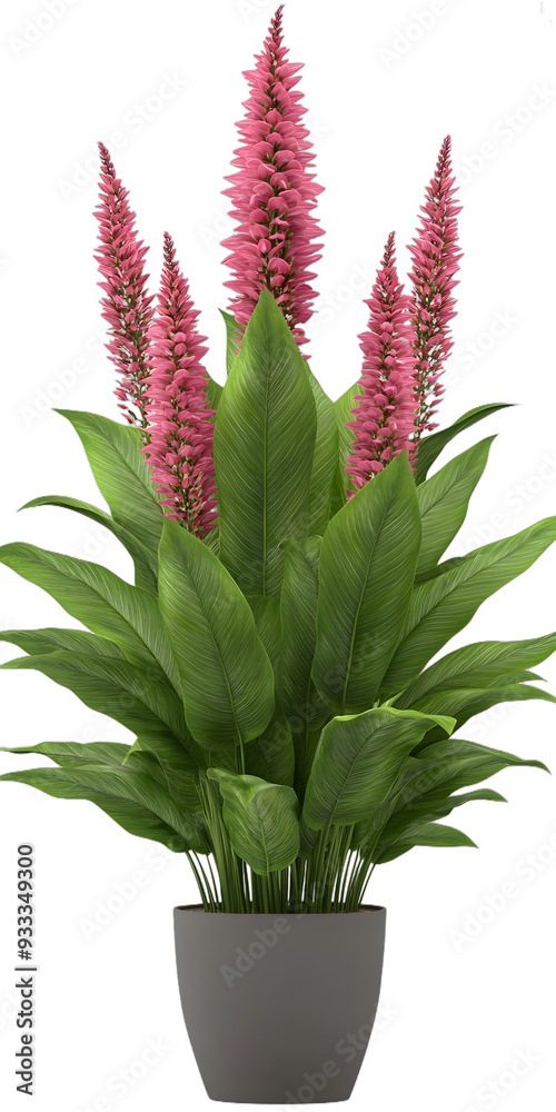 Obraz premium [Transparent Background PNG]Pink and Green Indoor Plant in Pot