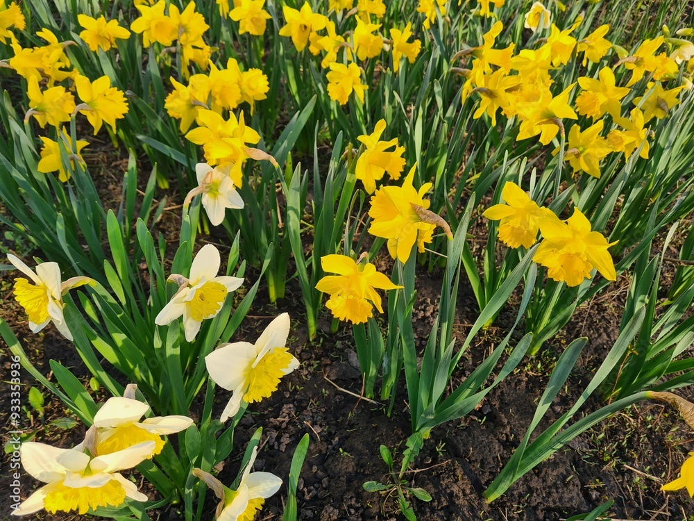 Obraz premium Vibrant Daffodils: A Springtime Garden Spectacle 