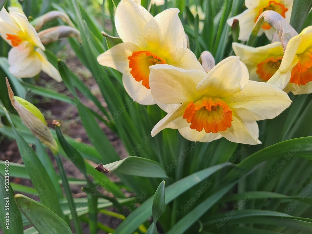 Vibrant Daffodils: A Springtime Garden Spectacle
Vibrant Daffodils: A Springtime Garden Spectacle