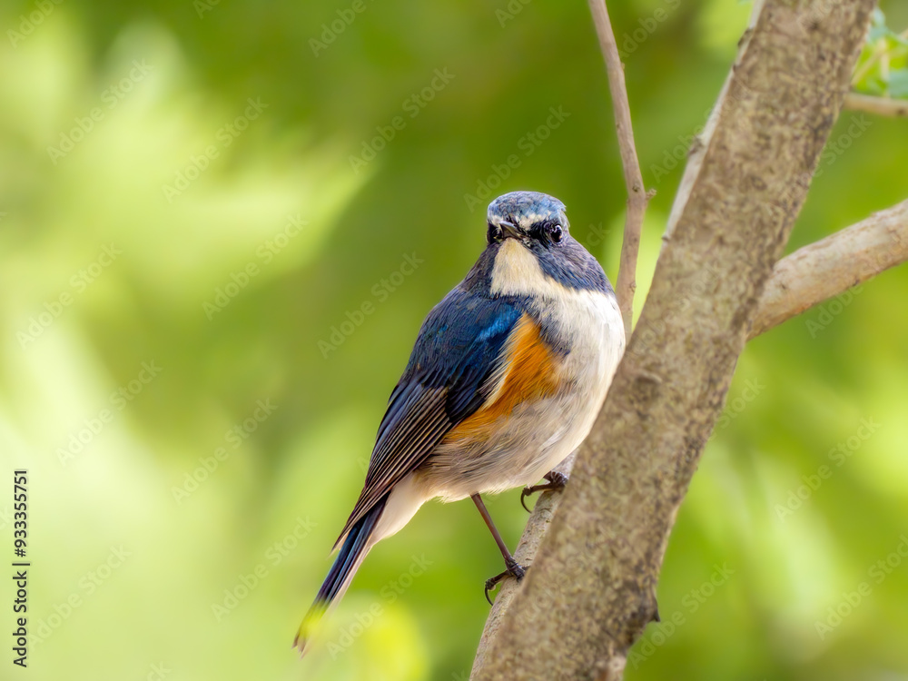 Fototapeta premium 森の中で枝に留まって周りを見渡しているルリビタキの雄