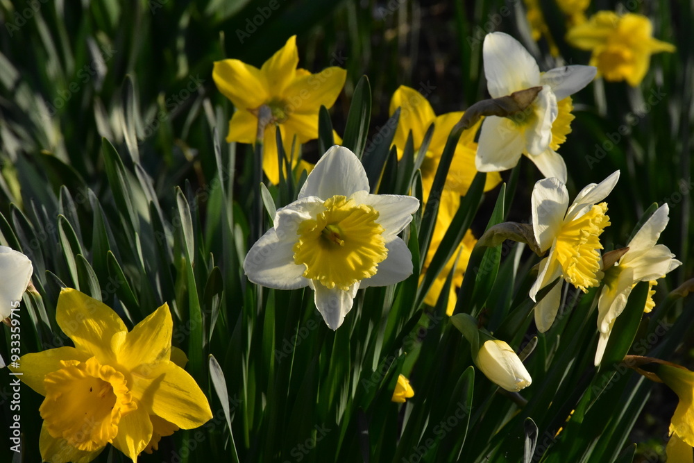 Obraz premium Vibrant Daffodils: A Springtime Garden Spectacle 